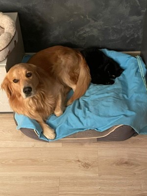 Foto 3.jpeg (90.02 KiB) Osservato 619 volte Foto 3.jpeg