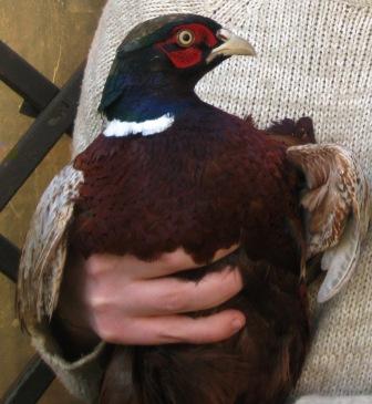 Copia di IMG_0837.JPG Copia di IMG_0837.JPG