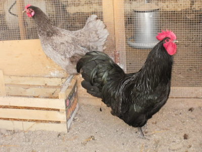 P1010002.JPG (71.04 KiB) Osservato 699 volte P1010002.JPG