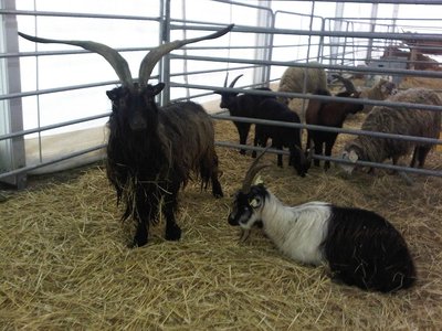 Becco Orobico.rid.jpg (175.14 KiB) Osservato 647 volte Becco Orobico.rid.jpg