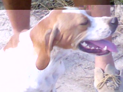 09082011810.jpg (64.22 KiB) Osservato 703 volte 09082011810.jpg