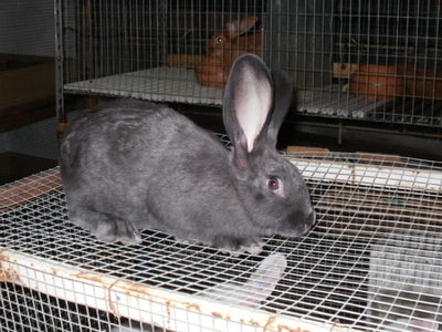 P1010021 (2).JPG (73.48 KiB) Osservato 679 volte P1010021 (2).JPG