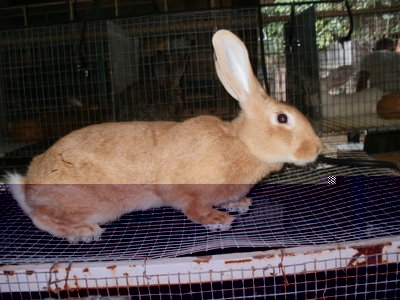 P1010006.JPG (73.38 KiB) Osservato 575 volte P1010006.JPG