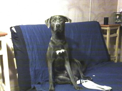 10-12-08_0206.jpg (72.04 KiB) Osservato 718 volte 10-12-08_0206.jpg