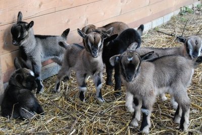 caprette.jpg (79.21 KiB) Osservato 724 volte caprette.jpg