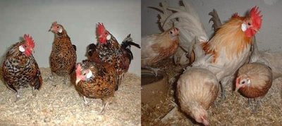 olandesenana_millefiori1.JPG (30.16 KiB) Osservato 652 volte olandesenana_millefiori1.JPG