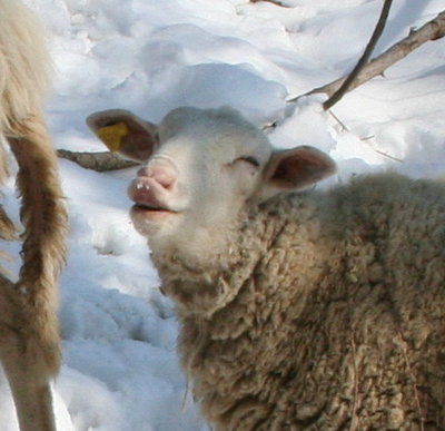 primo piano / peppe4.jpg peppe4.jpg