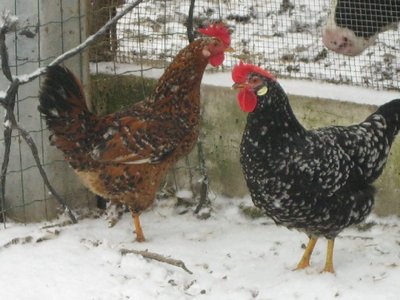 mille_ancona.JPG (130.73 KiB) Osservato 642 volte mille_ancona.JPG