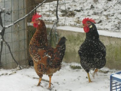 mille_ancona2.JPG (135.47 KiB) Osservato 642 volte mille_ancona2.JPG