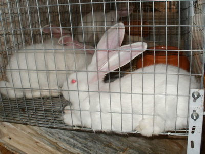 Cucciolo di gigfante bianco / P1010024.JPG P1010024.JPG