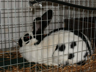 Gigante pezzato / P1010092.JPG P1010092.JPG