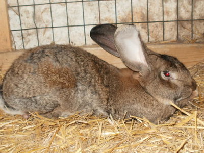 Gigante delle fiandre / P1010058.JPG P1010058.JPG