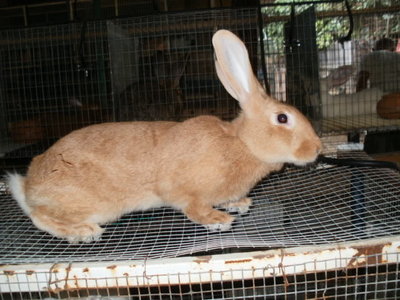 Fulva di borgogna / P1010006.JPG P1010006.JPG