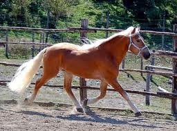 montreal1.jpg montreal1.jpg