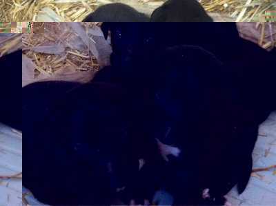 1.jpeg (61.07 KiB) Osservato 648 volte 1.jpeg