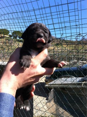 2.jpeg (119.23 KiB) Osservato 648 volte 2.jpeg