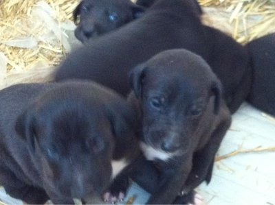 4.jpeg (63.51 KiB) Osservato 648 volte 4.jpeg