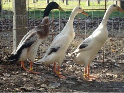 ....jpg (119.72 KiB) Osservato 1156 volte ....jpg