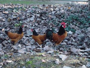 dsc09669.jpg dsc09669.jpg