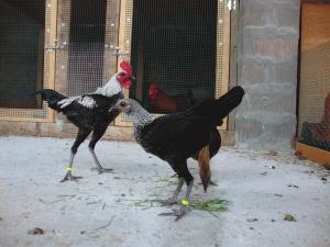 dsc09739.jpg dsc09739.jpg