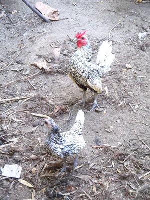 boletus 015.jpg (238.67 KiB) Osservato 618 volte boletus 015.jpg