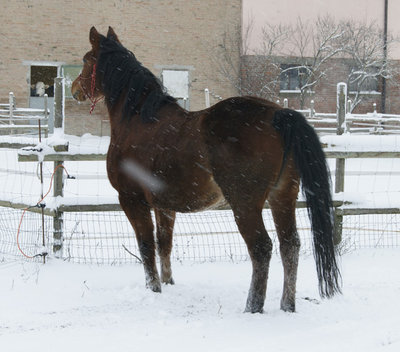 _DSC2190.JPG (143.88 KiB) Osservato 756 volte _DSC2190.JPG