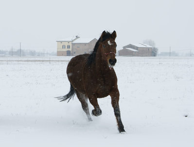 _DSC2298.JPG (65.91 KiB) Osservato 756 volte _DSC2298.JPG
