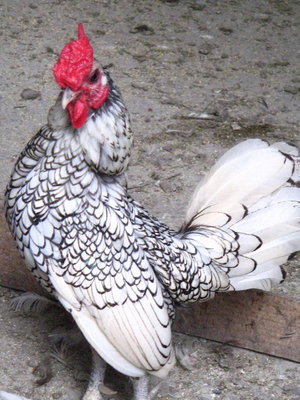 Foto 046.jpg (192.91 KiB) Osservato 590 volte Foto 046.jpg