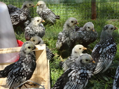 p8.JPG (190.09 KiB) Osservato 661 volte p8.JPG