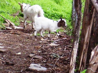 100_0478.JPG (145.42 KiB) Osservato 565 volte 100_0478.JPG