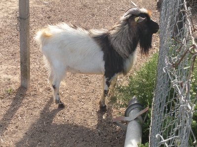 Babbo / Babbo.JPG Babbo.JPG