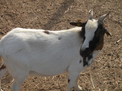 Mamma / Mamma.JPG Mamma.JPG