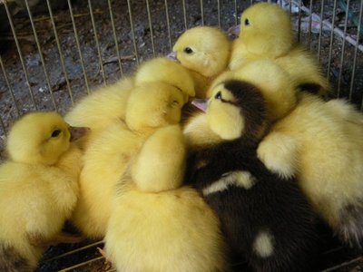 anatrine mute rid.JPG (109.79 KiB) Osservato 852 volte anatrine mute rid.JPG