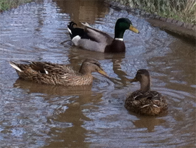 RIPRODUTTORI.jpg RIPRODUTTORI.jpg