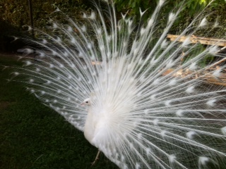 ruota2.JPG ruota2.JPG