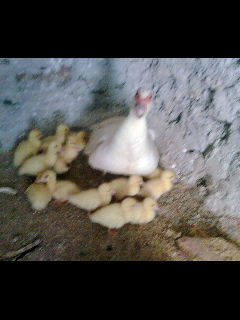 DSC00001.jpg DSC00001.jpg