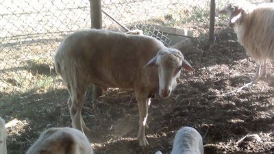 montone ridimenz.jpg (90.44 KiB) Osservato 586 volte montone ridimenz.jpg