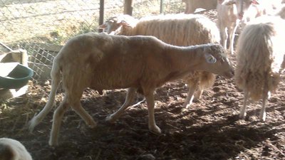 montone2 ridime.jpg (79.08 KiB) Osservato 586 volte montone2 ridime.jpg