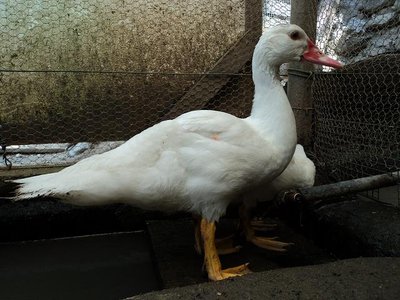 femmina.jpg (83.23 KiB) Osservato 703 volte femmina.jpg