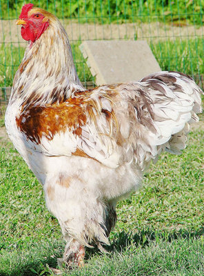 maschio.jpg maschio.jpg