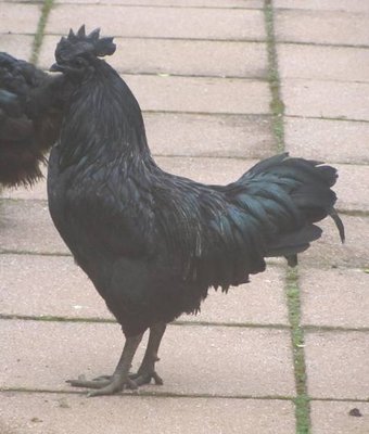 cemani3.jpg (37.85 KiB) Osservato 541 volte cemani3.jpg