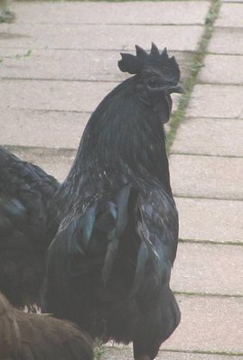 cemani4.jpg (30.73 KiB) Osservato 541 volte cemani4.jpg