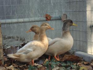 dsc03561 (1).jpg dsc03561 (1).jpg