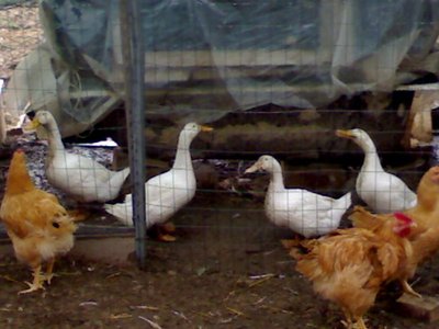 121020121366.jpg (80.92 KiB) Osservato 694 volte 121020121366.jpg