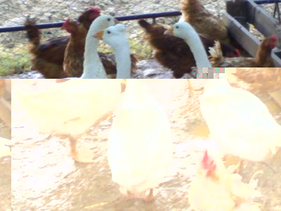 121020121367.jpg (89.18 KiB) Osservato 694 volte 121020121367.jpg