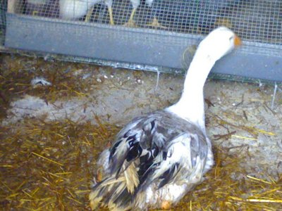 121020121368.jpg (116.08 KiB) Osservato 694 volte 121020121368.jpg