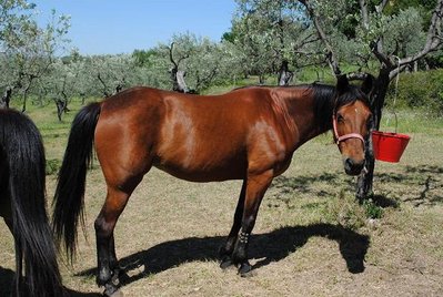 Zulima 1..jpg (108.71 KiB) Osservato 699 volte Zulima 1..jpg