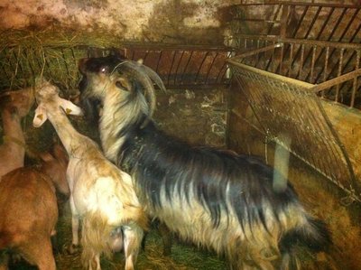 IMG_0653a.jpg (395.2 KiB) Osservato 567 volte IMG_0653a.jpg