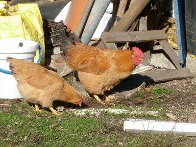 P1000944.JPG (145.04 KiB) Osservato 837 volte P1000944.JPG