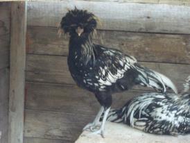 padovana.jpg padovana.jpg